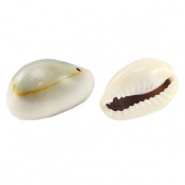 Schelp kralen Kauri Ivory grey
