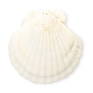 Schelp hangers specials Sint Jacobsschelp White